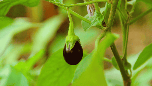 Essential Tips for Brinjal Plant Care Every Farmer Should Follow - Octa Organics and Fertilizers Pvt. Ltd.