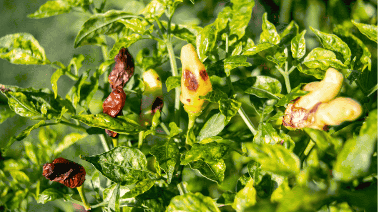 Fungal Diseases in Plants: Early Signs and Organic Fungicide Solutions - Octa Organics and Fertilizers Pvt. Ltd.