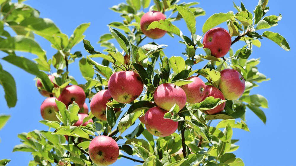 How To Protect Apple Plant From Mites Organically - Octa Organics and Fertilizers Pvt. Ltd.