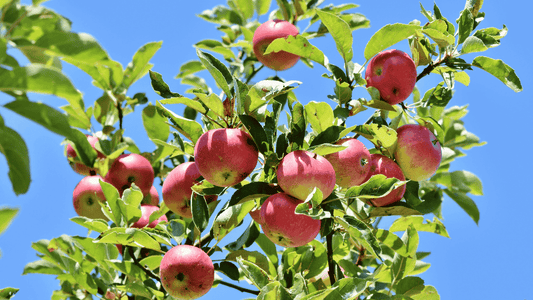 How To Protect Apple Plant From Mites Organically - Octa Organics and Fertilizers Pvt. Ltd.