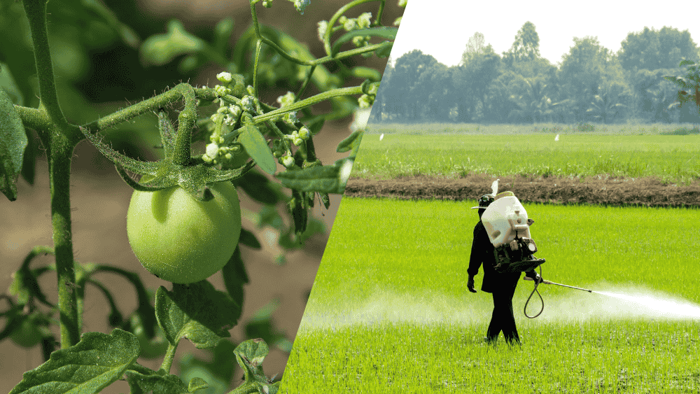 Natural Farming vs Chemical Farming: Which is Better for Farmers? - Octa Organics and Fertilizers Pvt. Ltd.