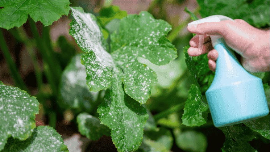 Powdery Mildew Treatment for Cucumbers, Tomatoes, and Brinjal Plants - Octa Organics and Fertilizers Pvt. Ltd.