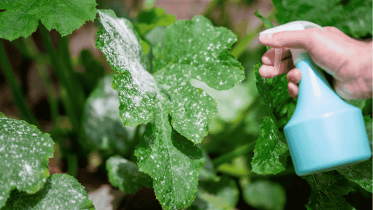 Powdery Mildew Treatment for Cucumbers, Tomatoes, and Brinjal Plants - Octa Organics and Fertilizers Pvt. Ltd.