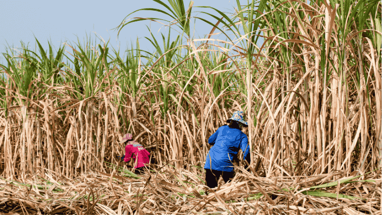 Best Practices to Prevent the Spread of Sugarcane Mosaic Virus - Octa Organics and Fertilizers Pvt. Ltd.