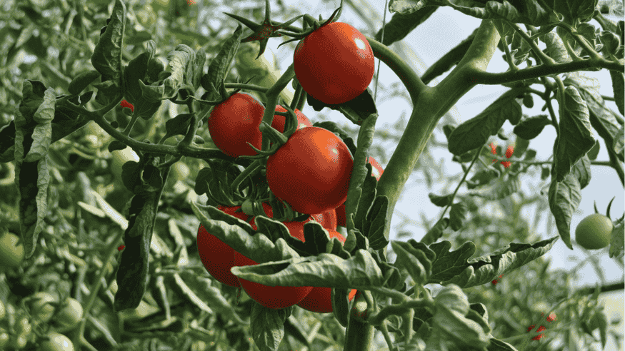 Viral Infections in Plants: Early Signs & Organic Treatments for Tomato and Chili - Octa Organics and Fertilizers Pvt. Ltd.
