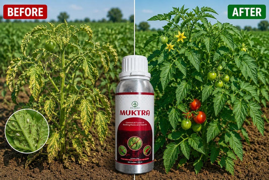 Muktra – Kills Whiteflies, Mites and Sucking Pests - Octa Organics and Fertilizers Pvt. Ltd.