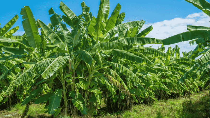 Banana Bract Mosaic Virus: Symptoms, Causes, and Early Prevention Guide - Octa Organics and Fertilizers Pvt. Ltd.
