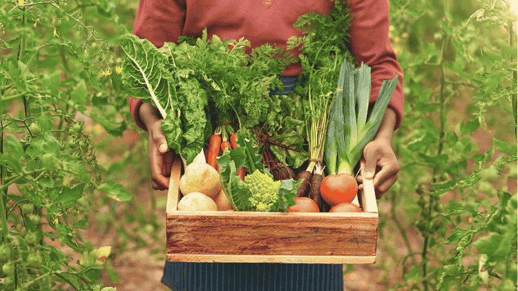Organic Farming Methods In India