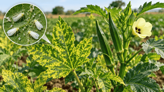 Bhindi Yellow Vein Mosaic: The Whitefly Connection - Octa Organics and Fertilizers Pvt. Ltd.