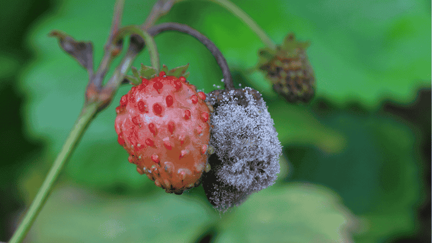 Botrytis Cinerea Fungus: Symptoms, Causes & Proven Control Methods - Octa Organics and Fertilizers Pvt. Ltd.