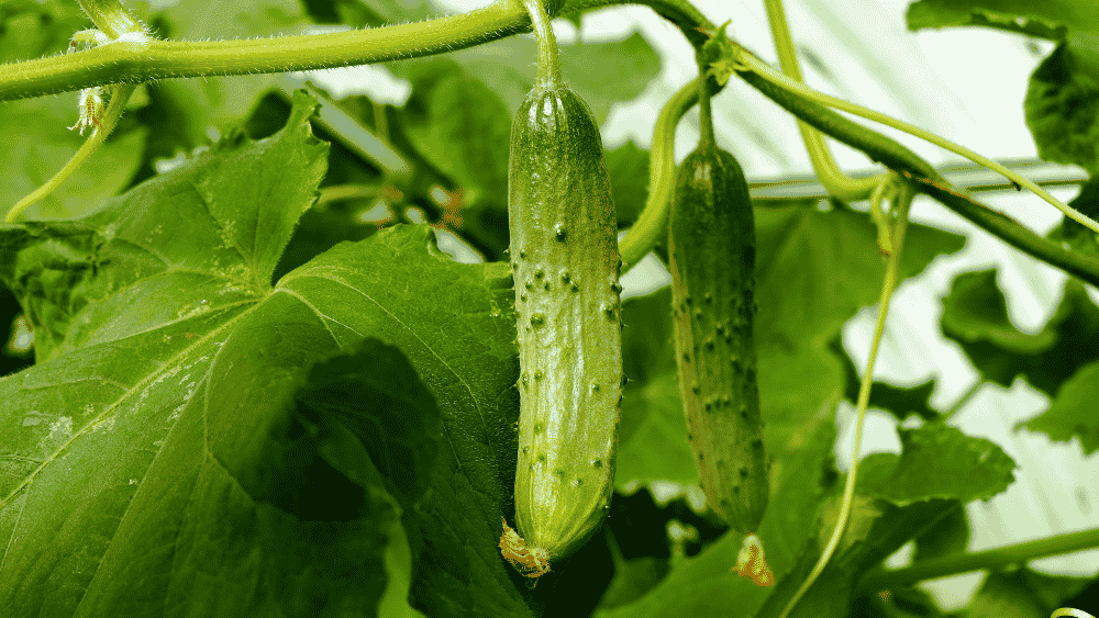 Cucumber Mosaic Virus: How It Spreads and How to Stop It - Octa Organics and Fertilizers Pvt. Ltd.