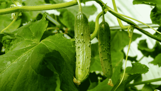 Cucumber Mosaic Virus: How It Spreads and How to Stop It - Octa Organics and Fertilizers Pvt. Ltd.