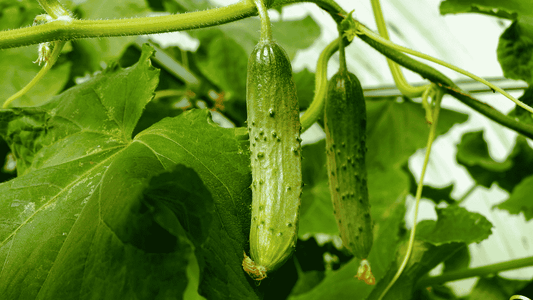 Cucumber Mosaic Virus: How It Spreads and How to Stop It