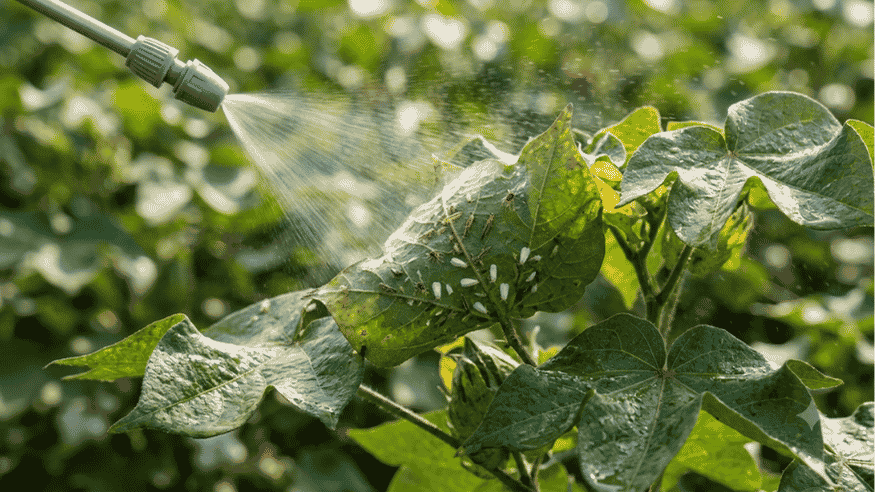 How to Choose the Right Insecticide for Sucking Pest Control - Octa Organics and Fertilizers Pvt. Ltd.