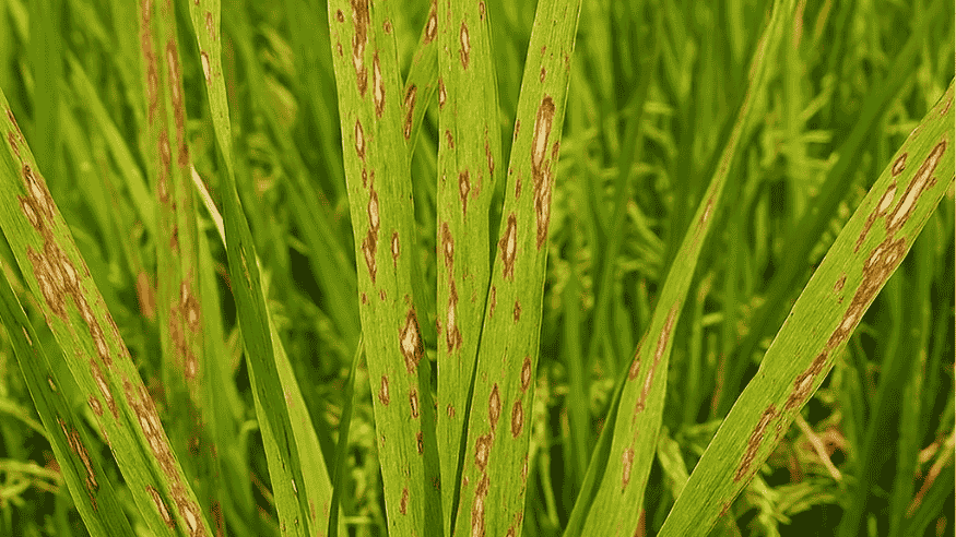 How to Prevent Rice Blast Naturally: Practical Tips for Sustainable Rice Farming - Octa Organics and Fertilizers Pvt. Ltd.