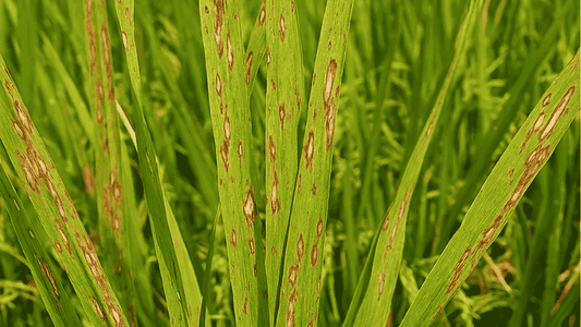How to Prevent Rice Blast Naturally: Practical Tips for Sustainable Rice Farming - Octa Organics and Fertilizers Pvt. Ltd.