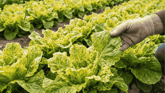 What Is Lettuce Mosaic Virus and How Does It Affect Crop Yield? - Octa Organics and Fertilizers Pvt. Ltd.