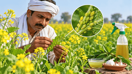 Mustard Aphid Control: How to Protect Your Rabi Mustard Crop Organically - Octa Organics and Fertilizers Pvt. Ltd.