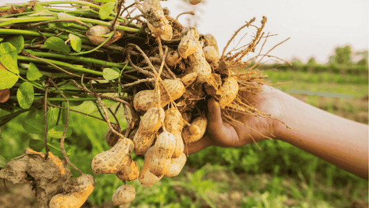 Natural Pest Control Strategies for Peanut Farming in India - Octa Organics and Fertilizers Pvt. Ltd.