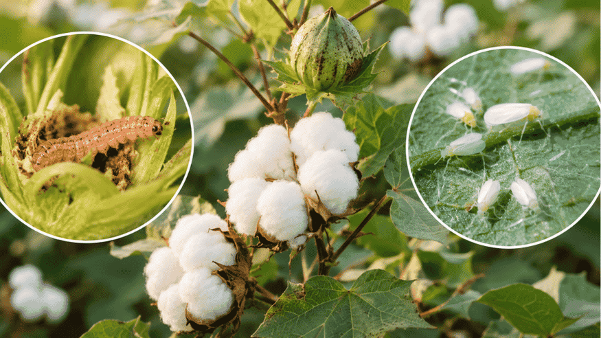 Cotton: Pink Bollworm & Whitefly Management - Octa Organics and Fertilizers Pvt. Ltd.