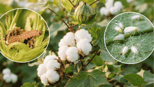 Cotton: Pink Bollworm & Whitefly Management - Octa Organics and Fertilizers Pvt. Ltd.