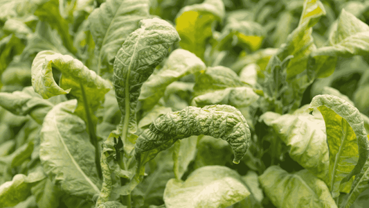 Potato Leaf Curl Virus Treatment Without Harmful Chemicals - Octa Organics and Fertilizers Pvt. Ltd.