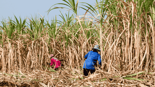 Best Practices to Prevent the Spread of Sugarcane Mosaic Virus - Octa Organics and Fertilizers Pvt. Ltd.