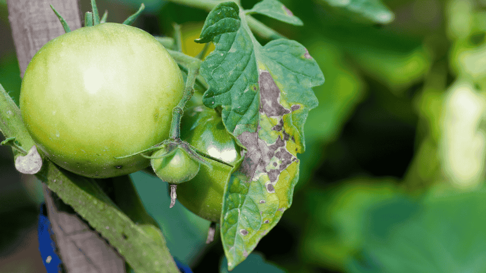 Tomato Early Blight Treatment