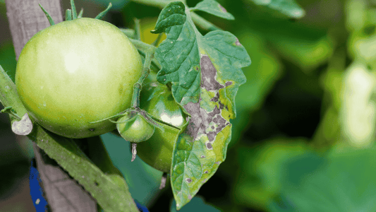 Tomato Early Blight Treatment