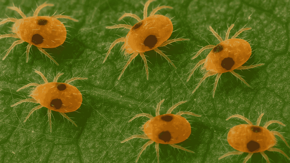 How to Control Two-Spotted Mites in Tomato Plants Organically - Octa Organics and Fertilizers Pvt. Ltd.