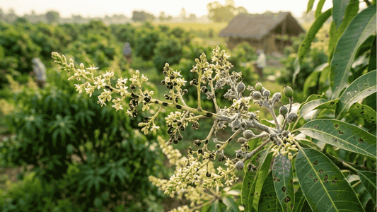 Mango: Anthracnose and Powdery Mildew Control - Octa Organics and Fertilizers Pvt. Ltd.