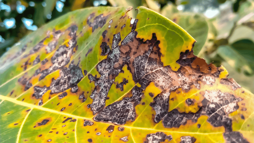 How to Identify and Treat Bacterial Disease in Plant Naturally - Octa Organics and Fertilizers Pvt. Ltd.