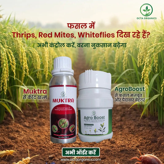 Muktra (100ML) + AgroBoost (250GM) Combo for Thrips Control & Crop Growth - Octa Organics and Fertilizers Pvt. Ltd.